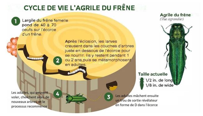Life cycle of EAB