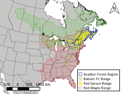 Tree Forest Map