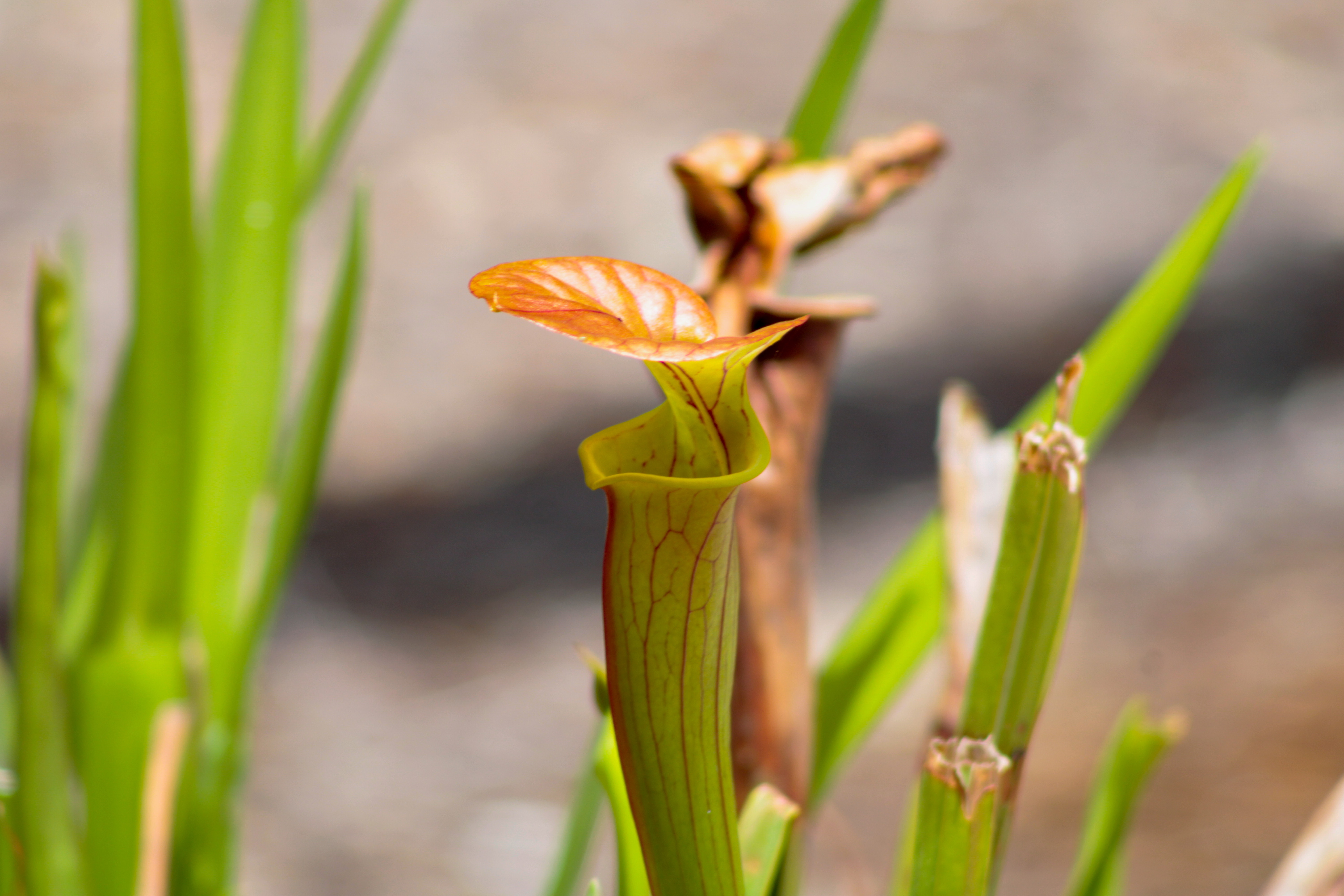 plant