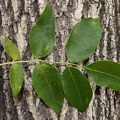 Ash tree