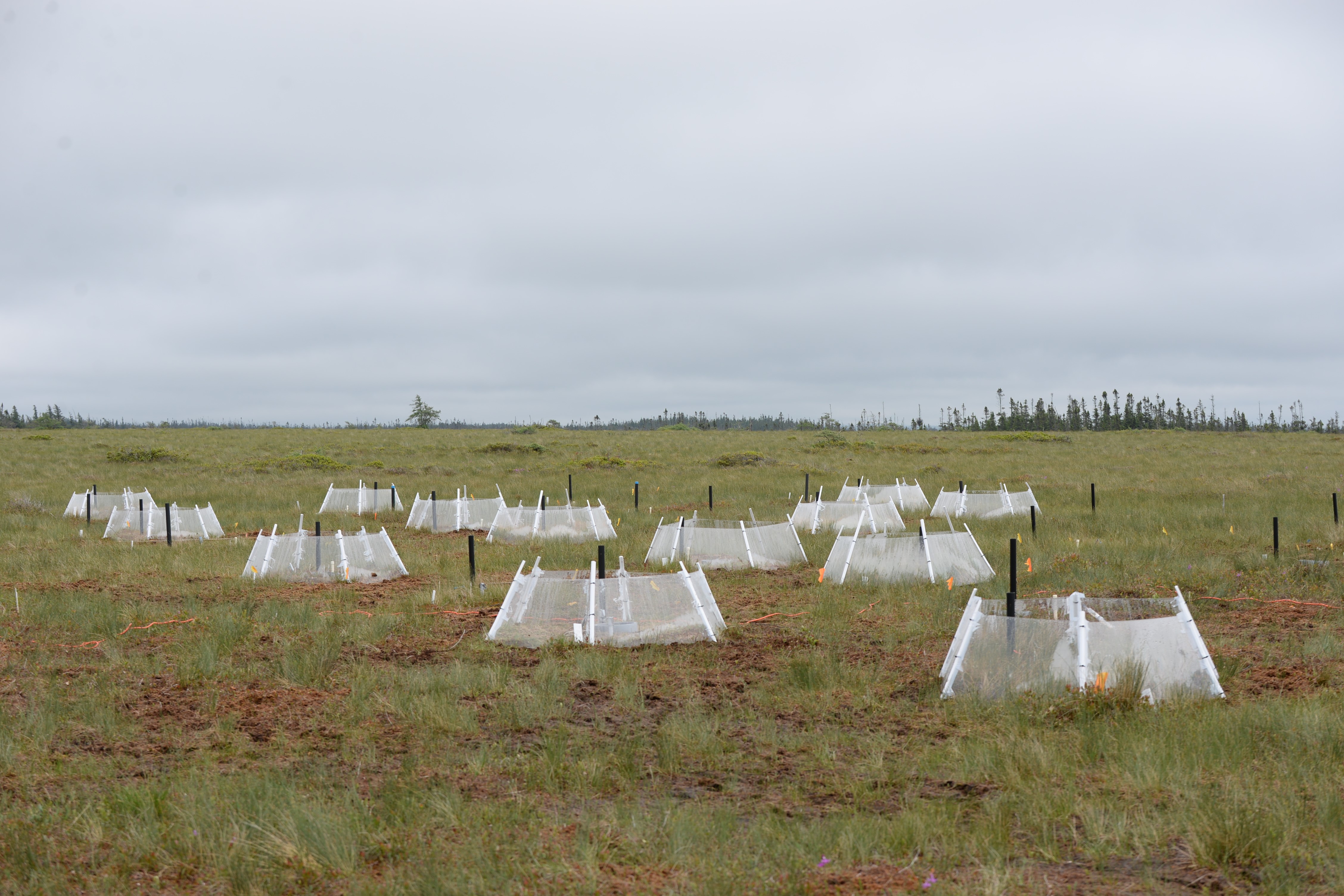 Peatlands