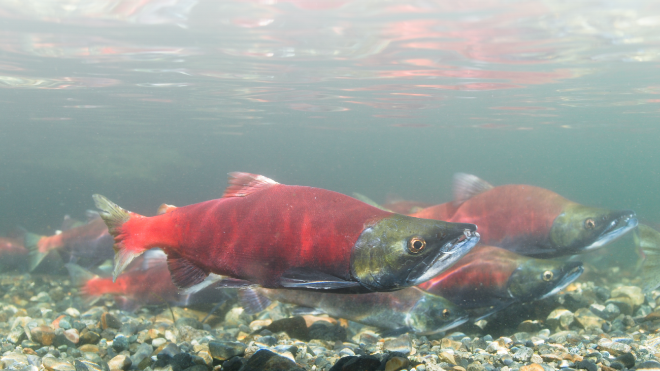 Salmon swimming close to rocks