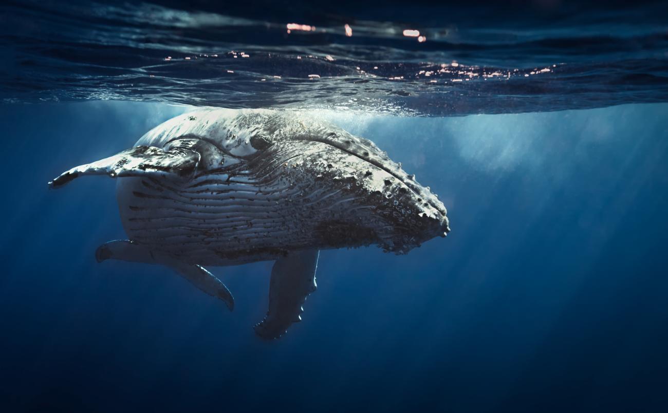 Whale in the ocean