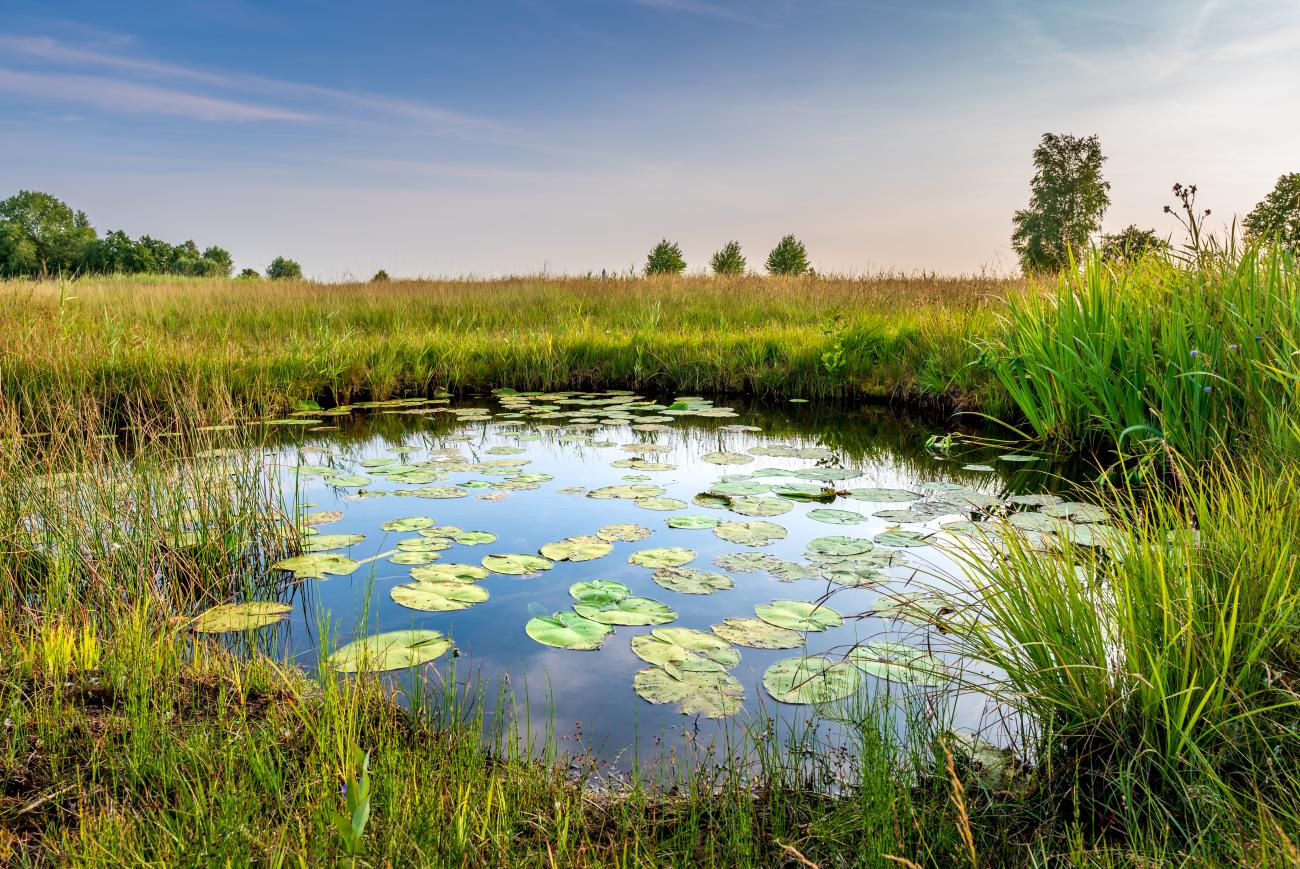 wetlands