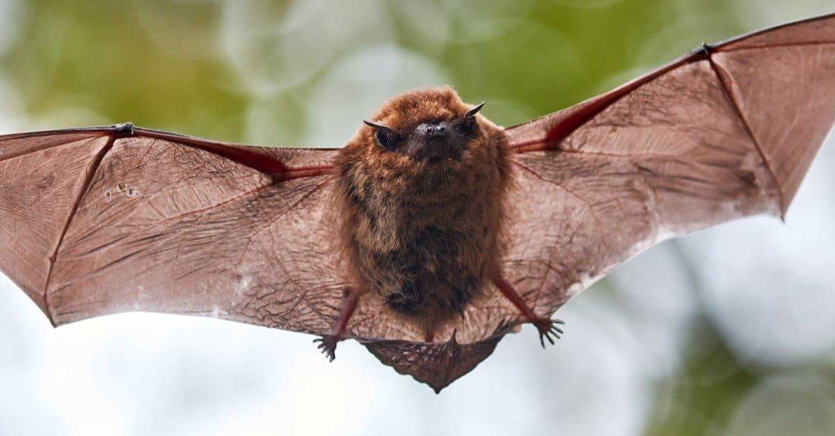 Bat